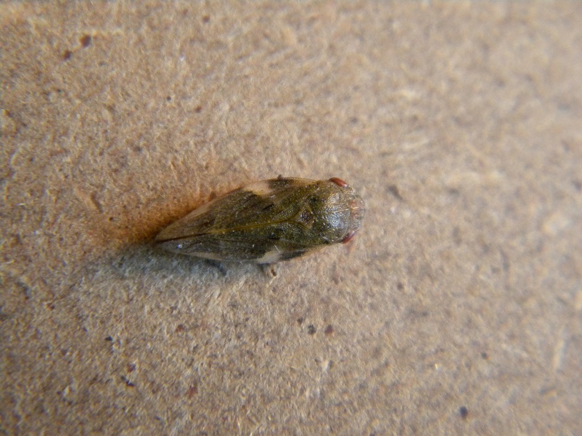 Aphrophoridae ed Issidae
